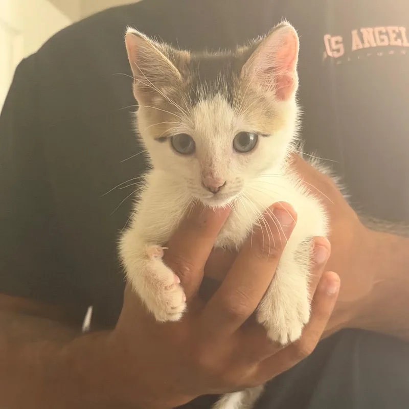 A baby small-sized male Brown / Chocolate Domestic Short Hair cat named Francisco for adoption in Buffalo, MN