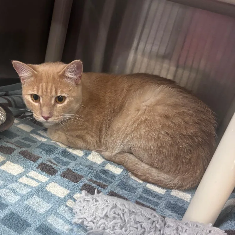 An adult medium-sized female Orange / Red Domestic Short Hair cat named Minnie for adoption in Indianapolis, IN
