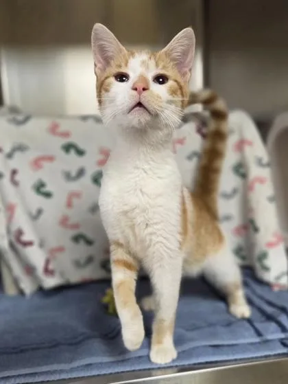 A young medium-sized male Domestic Short Hair cat named Champ for adoption in Westland, MI