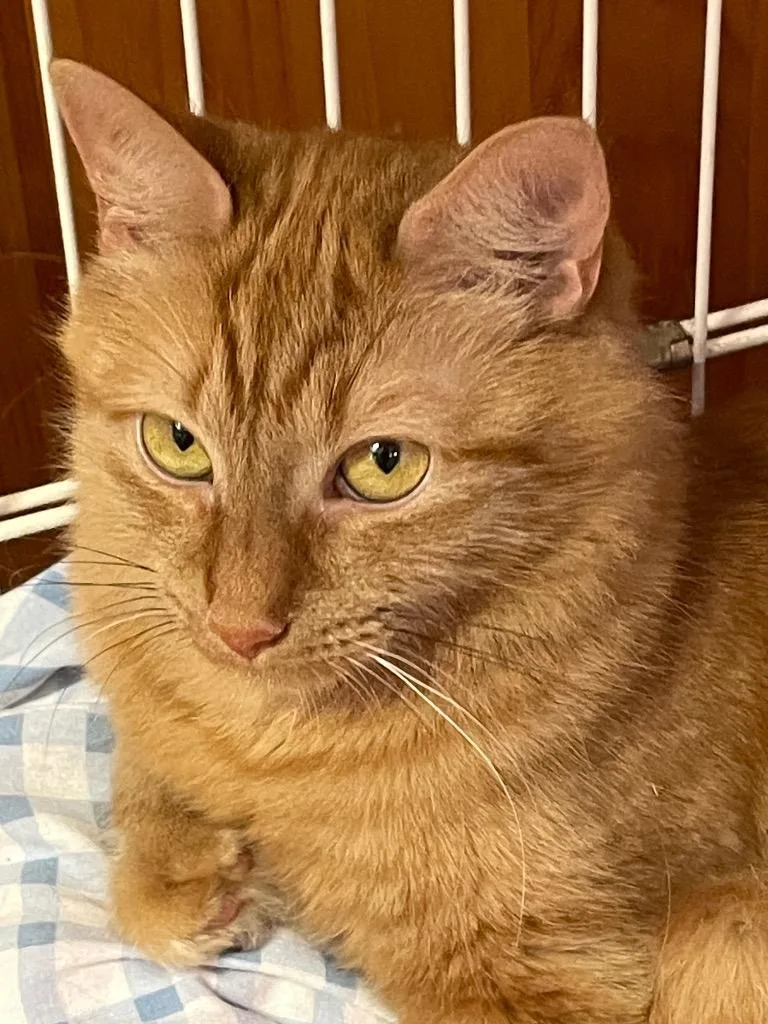 A young medium-sized female Domestic Medium Hair cat named Kristina for adoption in Westfield, NY
