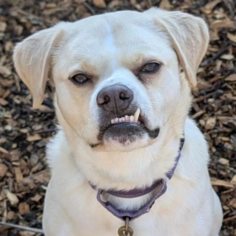 A senior medium-sized female Yellow / Tan / Blond / Fawn Labrador Retriever dog named Leigh for adoption in Briarcliff Manor, NY