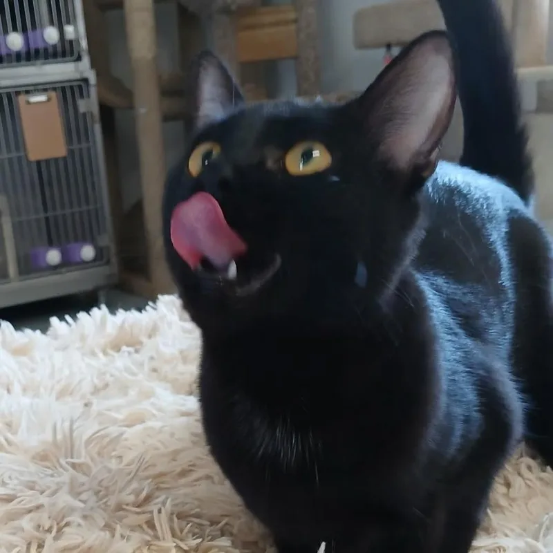 A young medium-sized female Black Domestic Short Hair cat named Dawn for adoption in Morrisville, VT