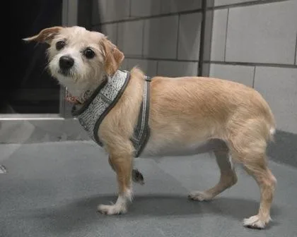 An adult small-sized female Chihuahua dog named Bella for adoption in West Seneca, NY