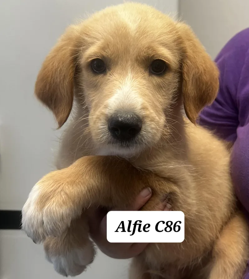 Alfie