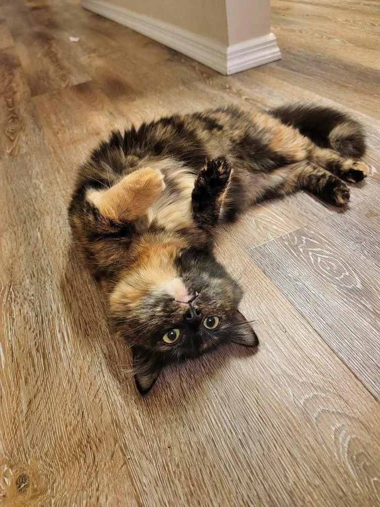 Mochi   Offered thumbnail 2