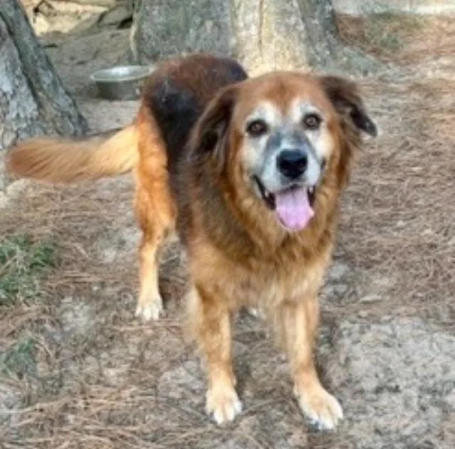A senior large-sized female Tricolor (Brown, Black, & White) German Shepherd Dog dog named Bertha for adoption in Cypress, TX