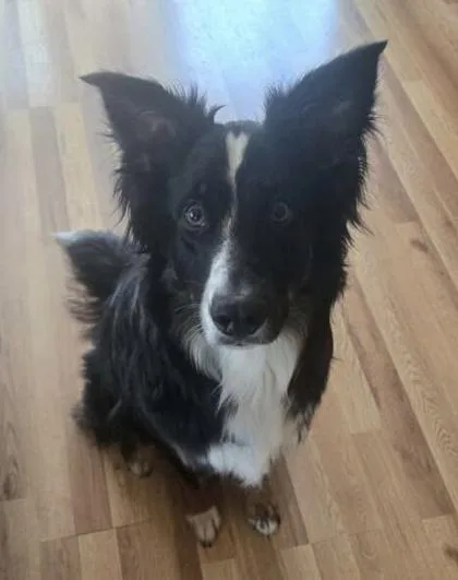 A baby medium-sized male Border Collie dog named Rex for adoption in Wilkesboro, NC
