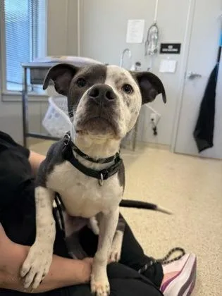 An adult medium-sized male Mixed Breed dog named Buzz for adoption in Lafayette, IN