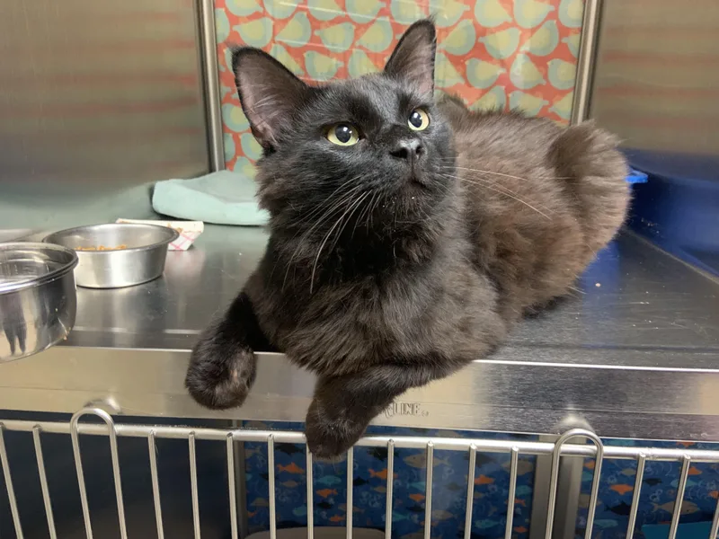 A young medium-sized male Black Domestic Medium Hair cat named Marcus for adoption in Worcester, MA