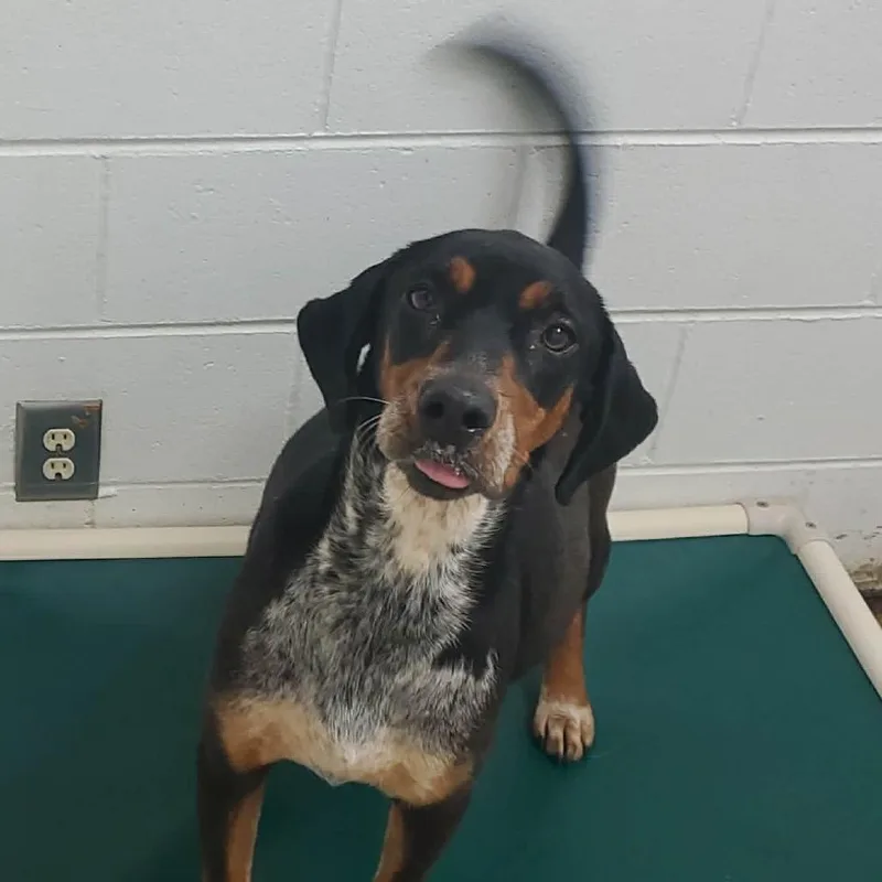 An adult large-sized female Brindle Bluetick Coonhound dog named Kate for adoption in Eufaula, AL