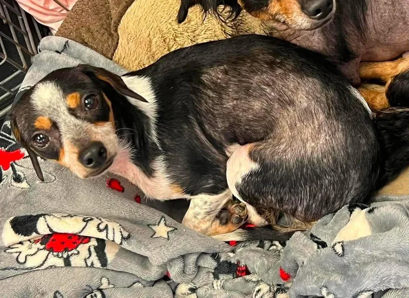 An adult small-sized female Rat Terrier dog named Phoebe for adoption in Newport, KY