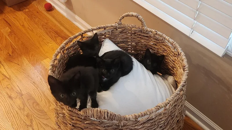 A baby medium-sized female Black Domestic Short Hair cat named Lavender for adoption in Omaha, NE