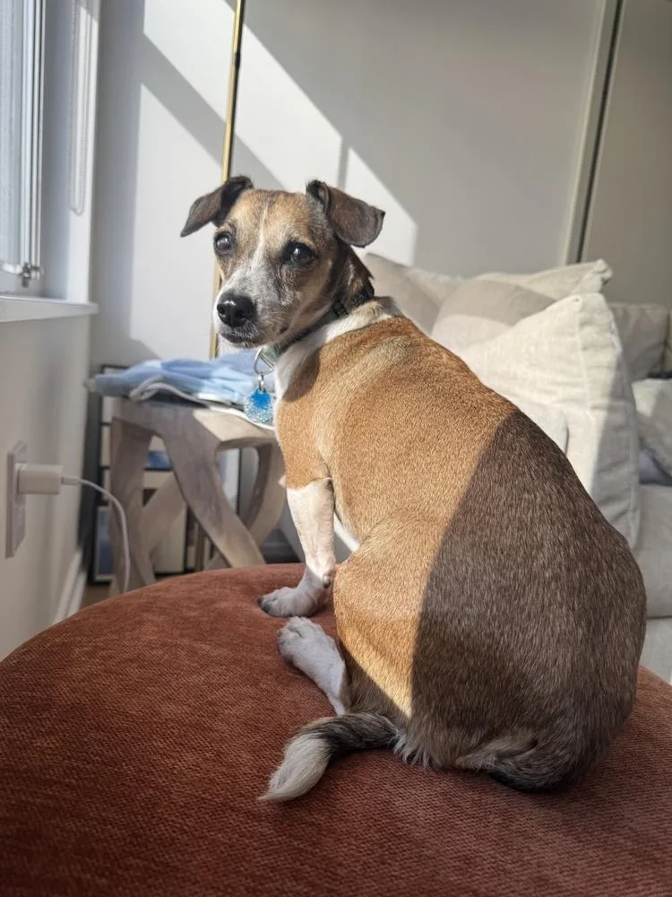 An adult small-sized female White / Cream Dachshund dog named Cindy for adoption in Manhattan, NY