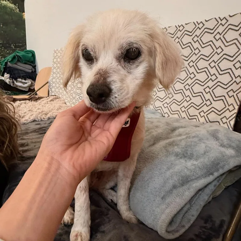 A senior small-sized female White / Cream Spaniel dog named Lovelight for adoption in San Francisco, CA