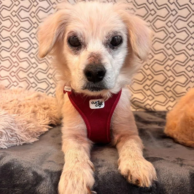 Lovelight thumbnail 3