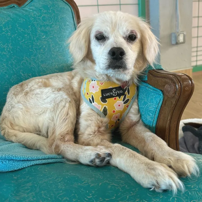 Lovelight thumbnail 5