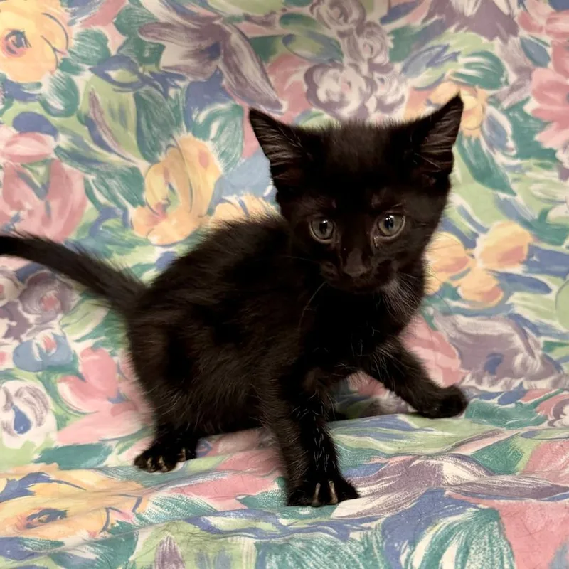 A baby small-sized female Black Domestic Short Hair cat named Aretha for adoption in Midland, TX