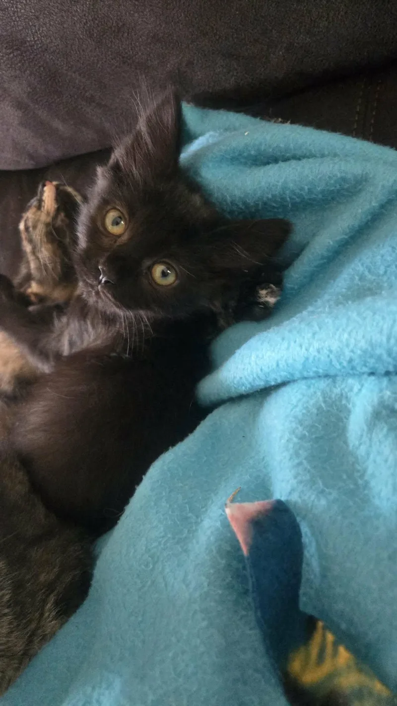 A baby medium-sized male Black Domestic Medium Hair cat named Kanv for adoption in hinckley, IL
