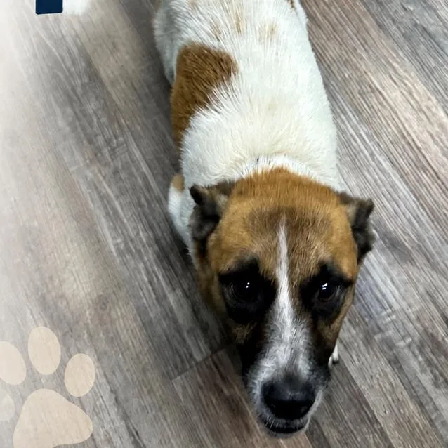 An adult small-sized male White / Cream Chihuahua dog named Mutt for adoption in Hinesville, GA