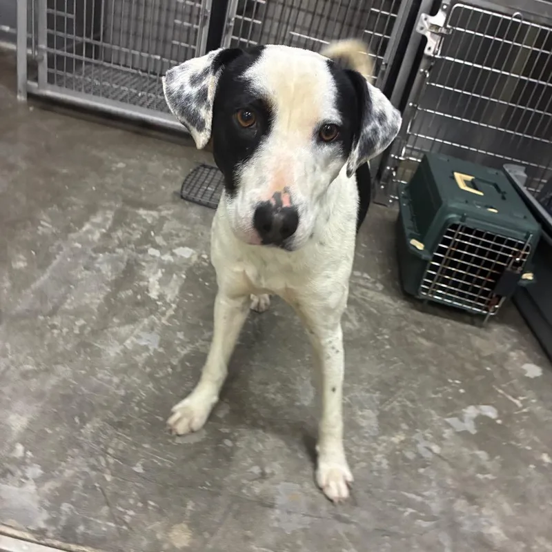 A young medium-sized male White / Cream Mixed Breed dog named Durk for adoption in Corbin, KY