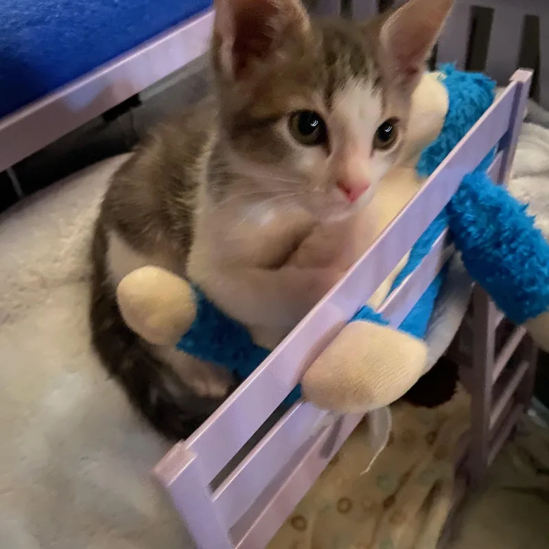 A baby medium-sized male Tabby (Gray / Blue / Silver) Domestic Short Hair cat named Rainy & Windy for adoption in Mokena, IL