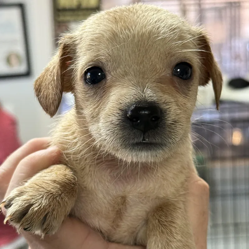 A baby medium-sized female Mixed Breed dog named Cake for adoption in Columbia, SC