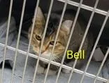 An adult medium-sized female Brown / Chocolate Domestic Short Hair cat named Bell for adoption in Moline, IL