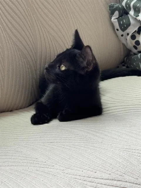 A baby small-sized female Domestic Short Hair cat named Cocoa for adoption in Charlotte, NC