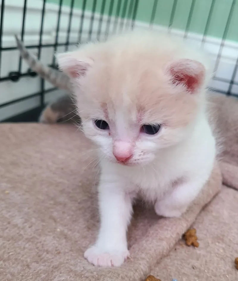 A baby medium-sized male Domestic Short Hair cat named Hawthorn for adoption in Portland, IN