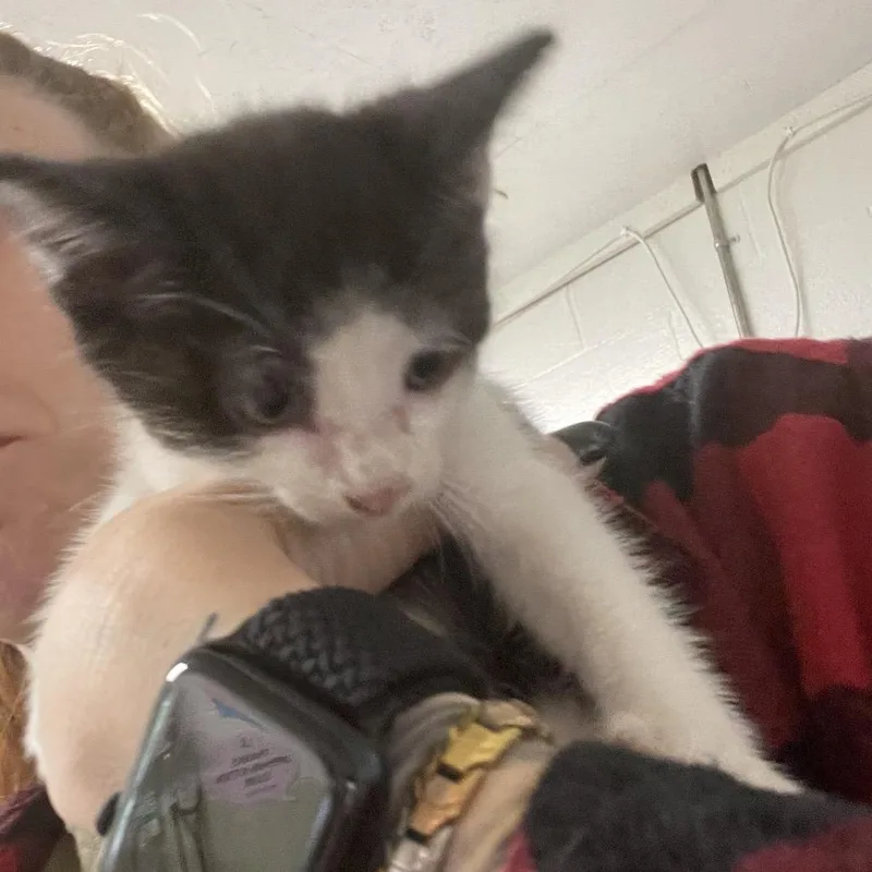 A baby small-sized male White Domestic Short Hair cat named Checkers for adoption in Eureka Springs, AR