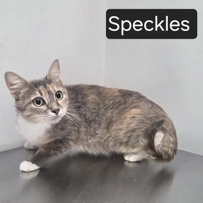 Speckles