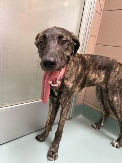 A young large-sized male Mixed Breed dog named Samson for adoption in Knoxville, TN