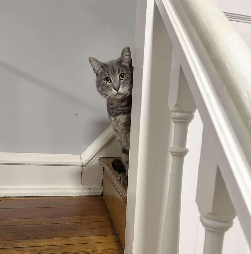 Howard Aspen thumbnail 2