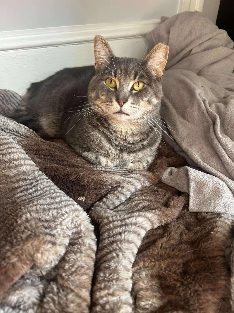 Howard Aspen thumbnail 4