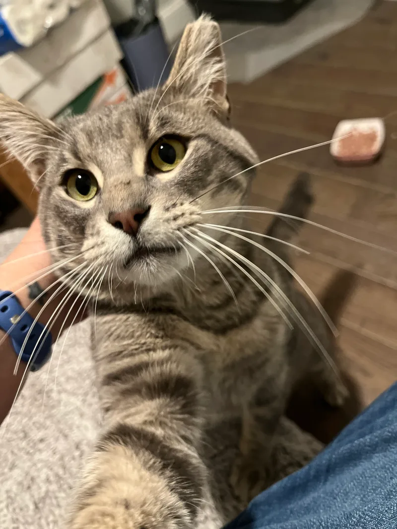 Howard Aspen thumbnail 5