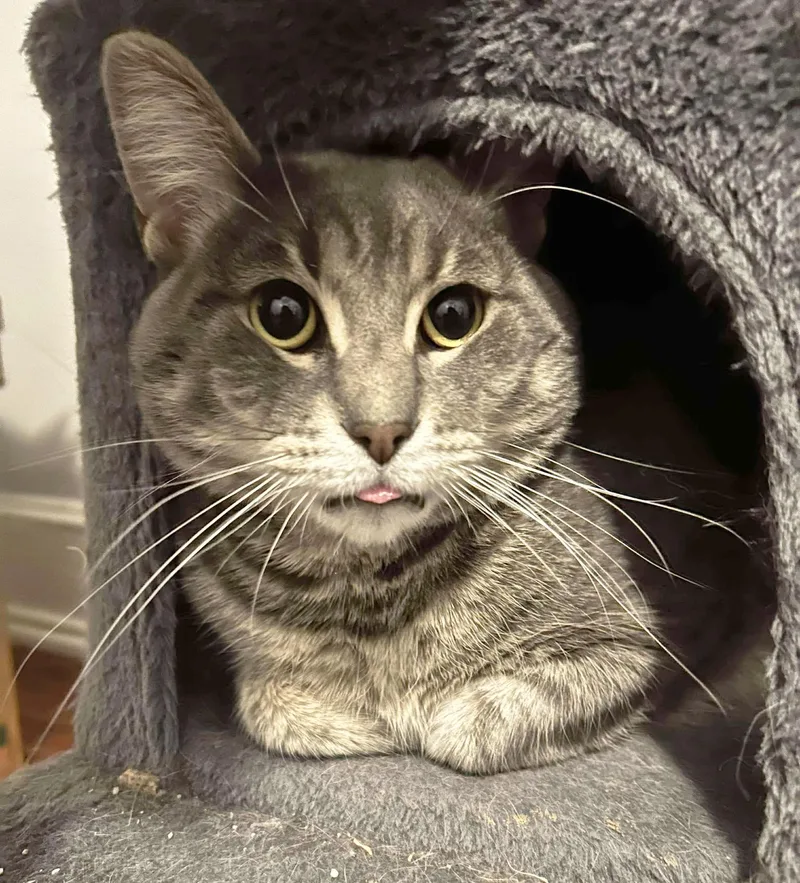 Howard Aspen thumbnail 6