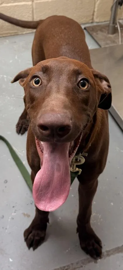 An adult medium-sized female Brown / Chocolate Labrador Retriever dog named Copper for adoption in Harlingen, TX