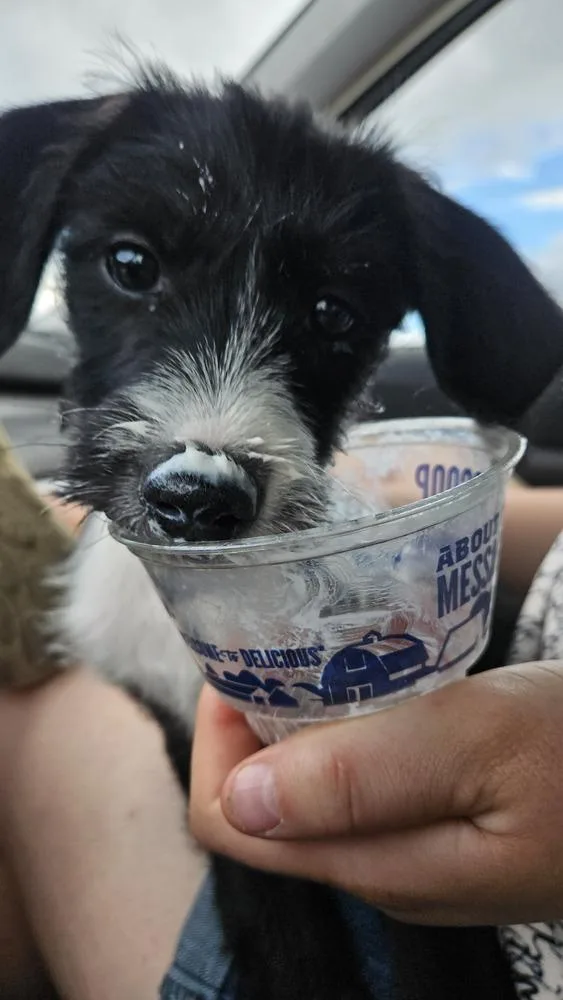 A baby medium-sized male Tricolor (Brown, Black, & White) Poodle dog named Ryder for adoption in Peoria, IL
