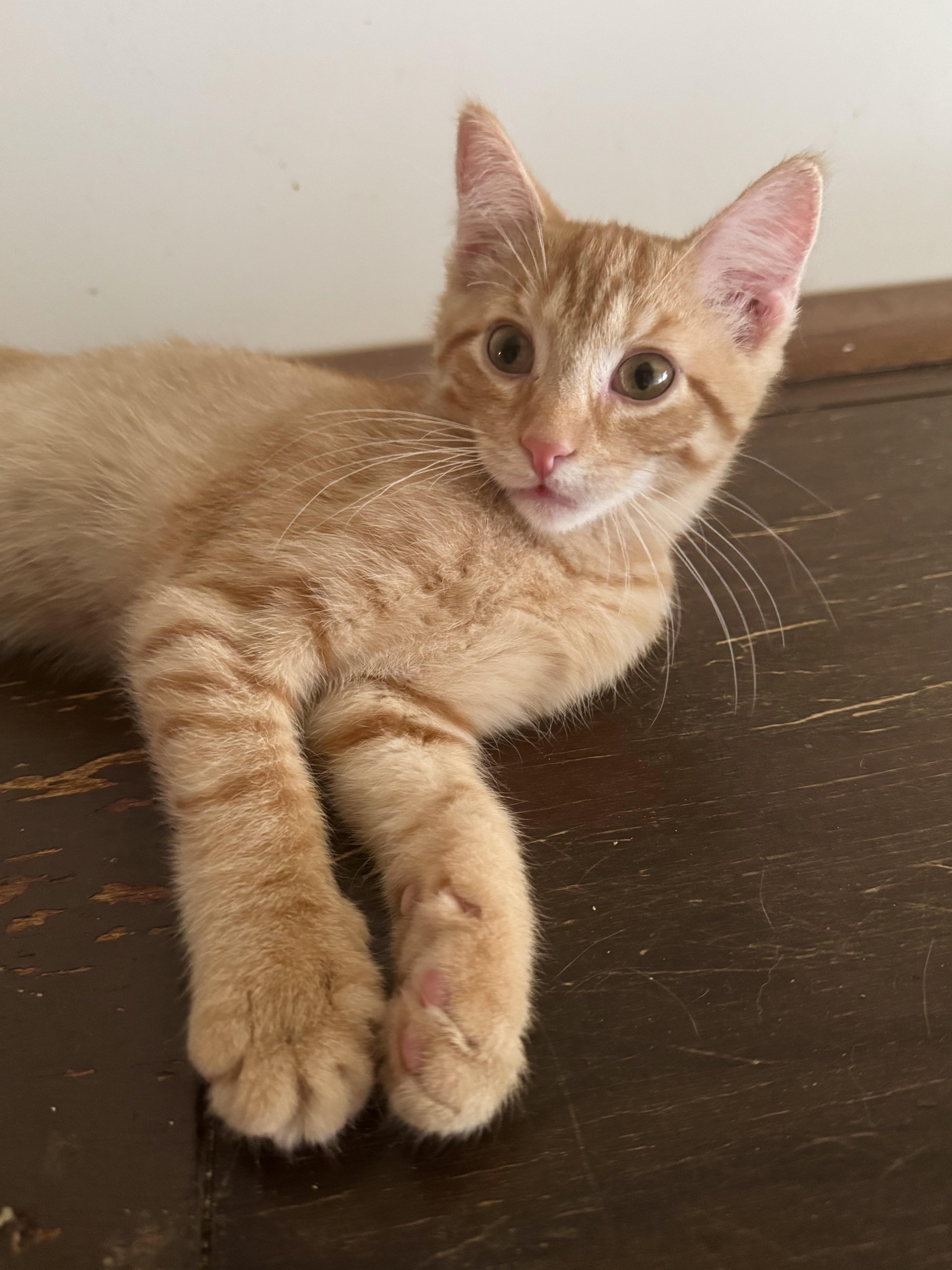 A young medium-sized female Orange / Red Domestic Short Hair cat named Goldie for adoption in North Tonawanda, NY