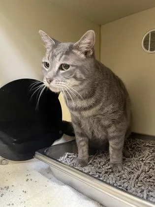 An adult medium-sized female Domestic Short Hair cat named Ms. Rockie for adoption in Fairfax, VA