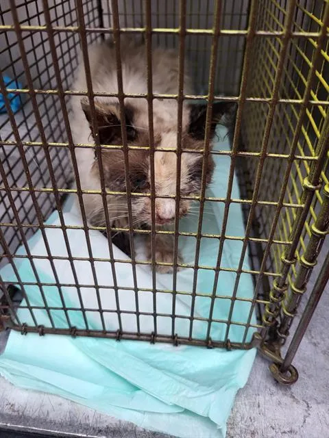A young small-sized female Domestic Short Hair cat named Snakey for adoption in San Antonio, TX