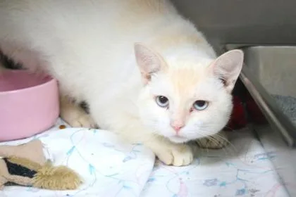 An adult large-sized male Domestic Short Hair cat named Kraft Macaroni and Cheese for adoption in Brunswick, GA