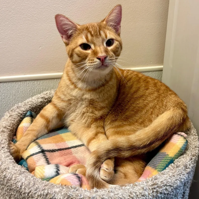 A young small-sized male Tabby (Orange / Red) Domestic Short Hair cat named Sphinx for adoption in Dover, DE