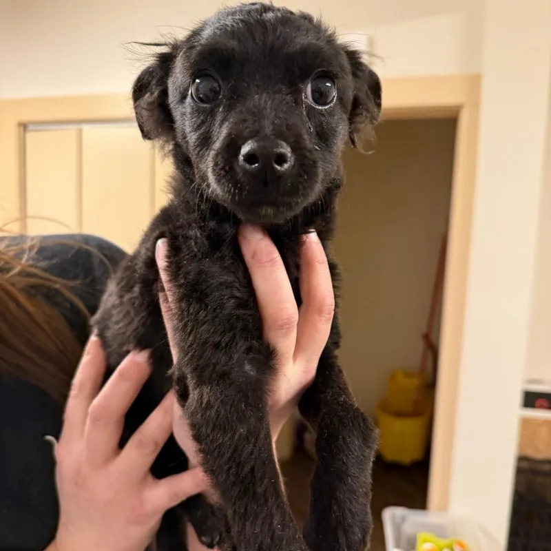 A baby small-sized female Black Terrier dog named Porsche for adoption in Pasadena , MD