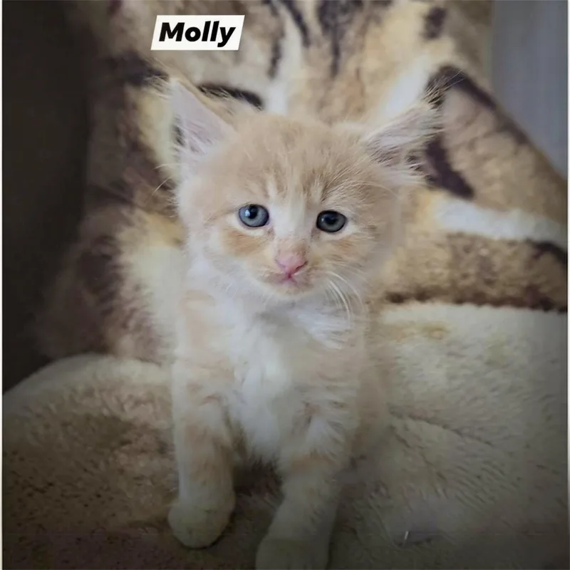 A baby medium-sized male Orange & White Domestic Medium Hair cat named Molly for adoption in Hillsborough, NJ