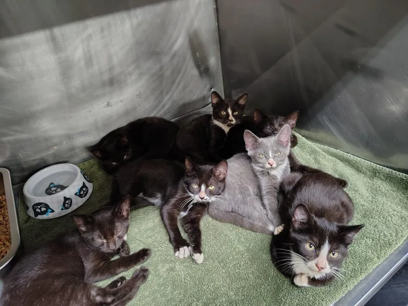 A baby medium-sized female Domestic Short Hair cat named Carlie for adoption in Murray, KY