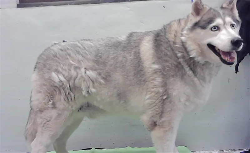 An adult extra large-sized male Siberian Husky dog named Oakley for adoption in Houston, TX