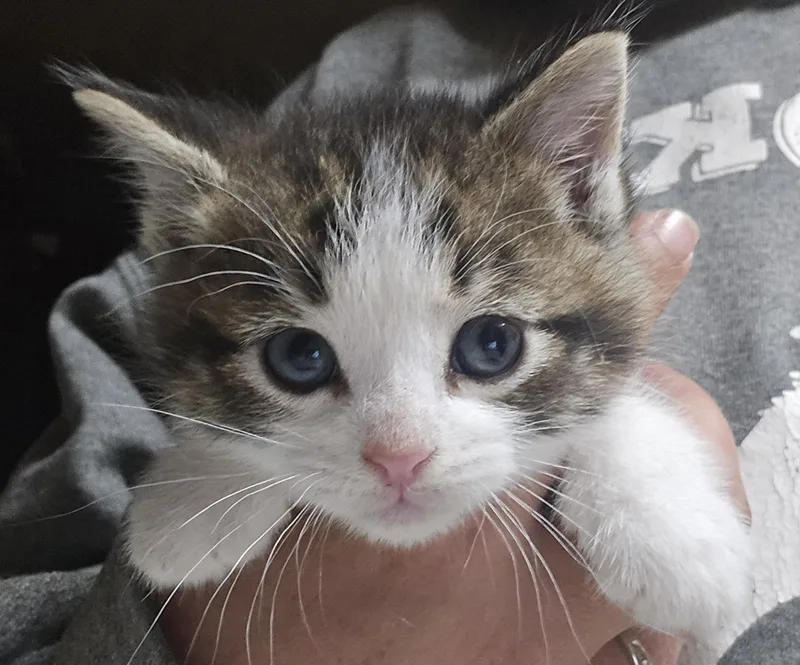 A baby large-sized male Tabby (Brown / Chocolate) Domestic Short Hair cat named Ash for adoption in Keokuk, IA