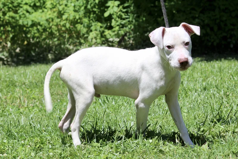 A young medium-sized male White / Cream Mixed Breed dog named Aramis for adoption in Brazil, IN