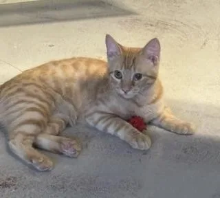 A baby medium-sized female Orange & White Domestic Short Hair cat named Monet for adoption in Phoenix, AZ